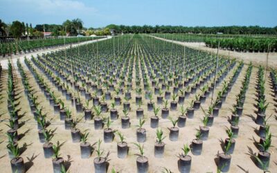 United-Plantation-Berhad-UIP (1)