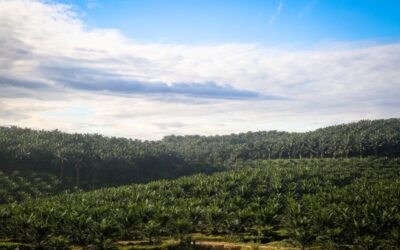 palm_oil_ymi_0201_(2)